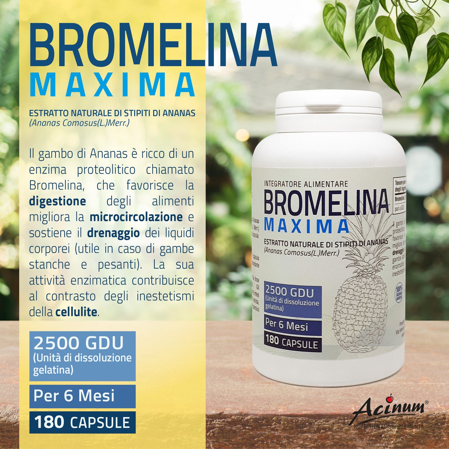 Bromelina Maxima