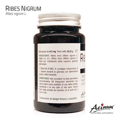 Ribes Nero